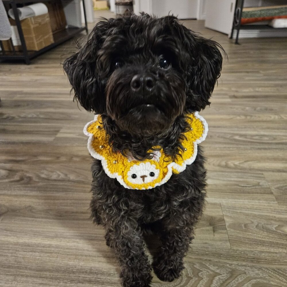 5 Pet Collars for only C$25
